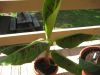 Banana_Plants_010.jpg