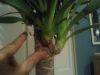 Yucca_Cane_Palm_2.jpg