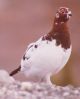 ptarmigan.jpg