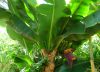 Musa_Dwarf_Cavendish_bloom_1.JPG