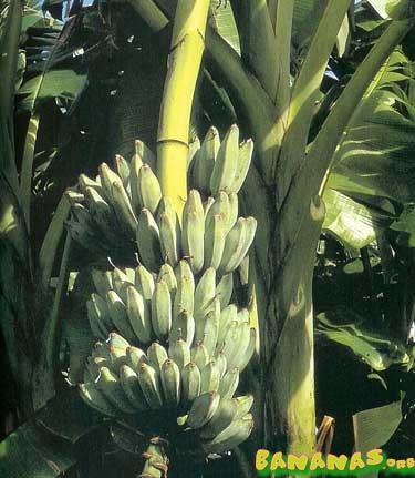 Blue Java banana - Wikipedia
