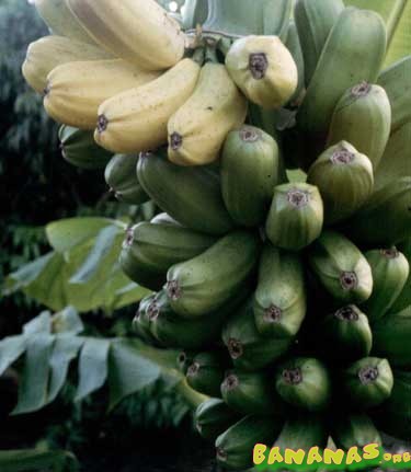 Musa Popoulu - Bananas Wiki